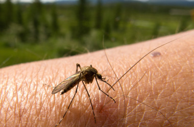 ¿Por qué los mosquitos eligen a sus víctimas? 6 maneras de protegernos