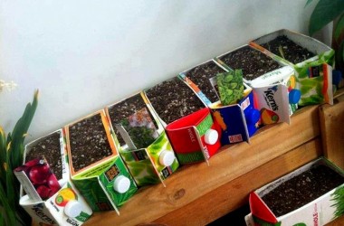 Trucos fáciles para cultivar vegetales en el hogar