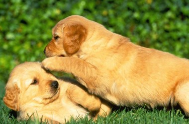 Consejos sobre cómo cuidar a nuestras mascotas. 8 prácticas sugerencias