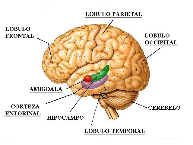 Resultado de imagen para hipocampo