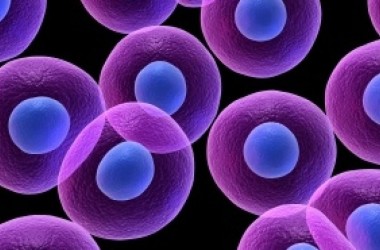 10 preguntas sobre las células madre