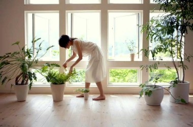 Plantas con buena energía para alegrar jardines