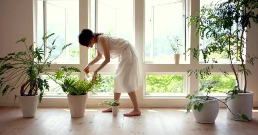 Plantas con buena energía para alegrar jardines