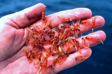 Krill: el alimento secreto del Papa Francisco