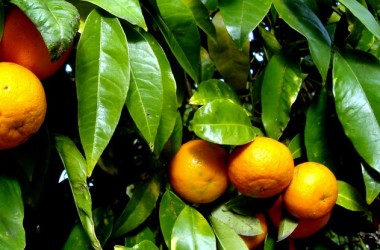 Hojas de naranjo: múltiples ventajas para nuestra salud
