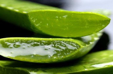 Aloe Vera, la planta mágica que mejora la visión