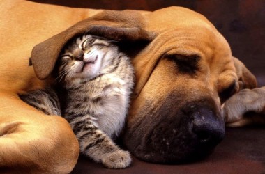 Perros y gatos: secretos de una convivencia feliz