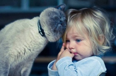 ¿Sabías que los gatos pueden expresar su amor de distintas maneras?