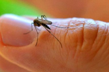 Dengue: todo lo que debemos saber para no alarmarnos