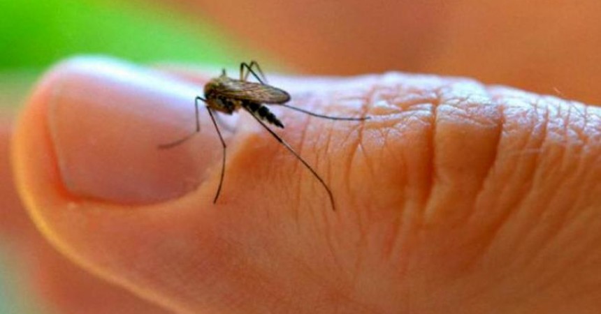 Dengue: todo lo que debemos saber para no alarmarnos
