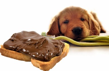 10 alimentos que los perros deben evitar