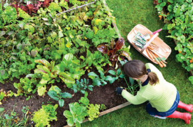 ¿Querés saber en qué consiste un cultivo orgánico?