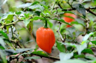 5 tips para una buena cosecha de ají picante hogareño