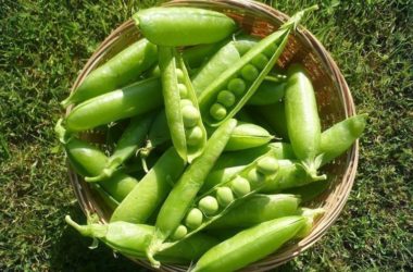 8 frutas y vegetales que podés cultivar en macetas