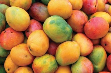 ¿Sabías que podés cultivar mango en macetas?