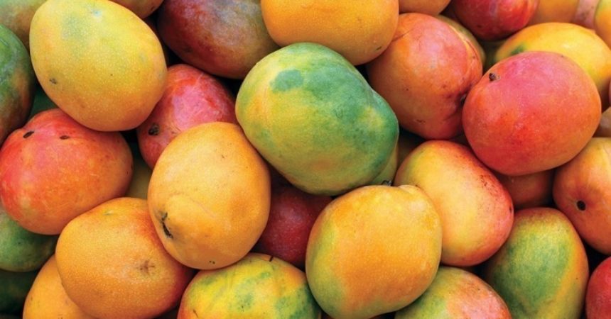 ¿Sabías que podés cultivar mango en macetas?
