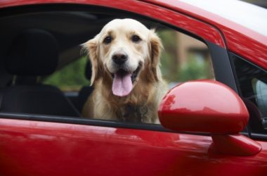 ¿Tu mascota se marea al pasear en coche?