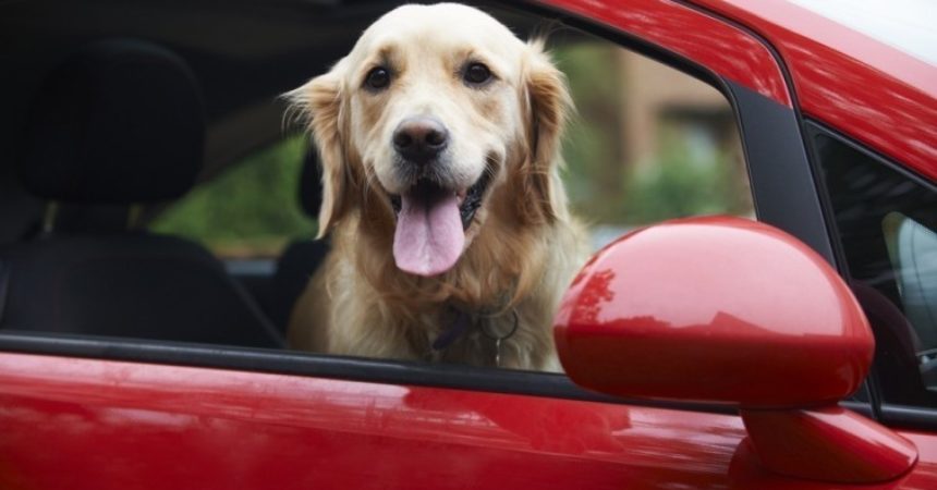 ¿Tu mascota se marea al pasear en coche?