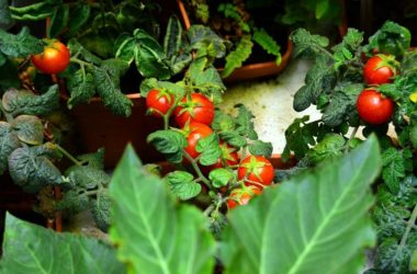 ¿Querés aprender a hacer tus propios vegetales?