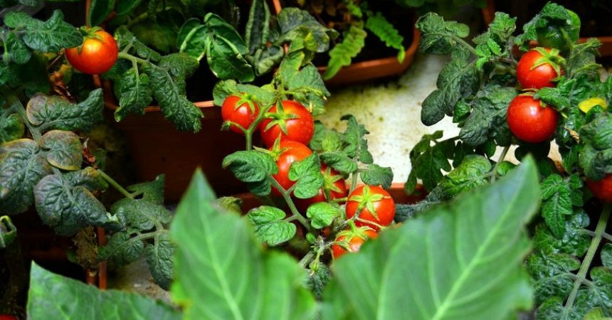 ¿Querés aprender a hacer tus propios vegetales? ¿Querés aprender a hacer tus propios vegetales?