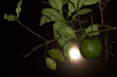 Aprendé a cultivar siguiendo las fases lunares