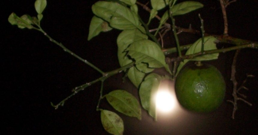 Aprendé a cultivar siguiendo las fases lunares Aprendé a cultivar siguiendo las fases lunares