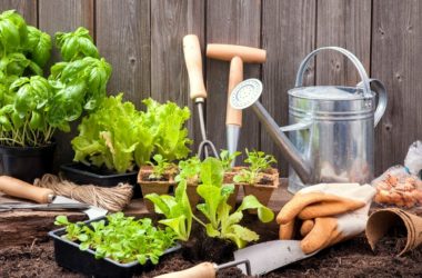 3 consejos para desarrollar un suelo saludable