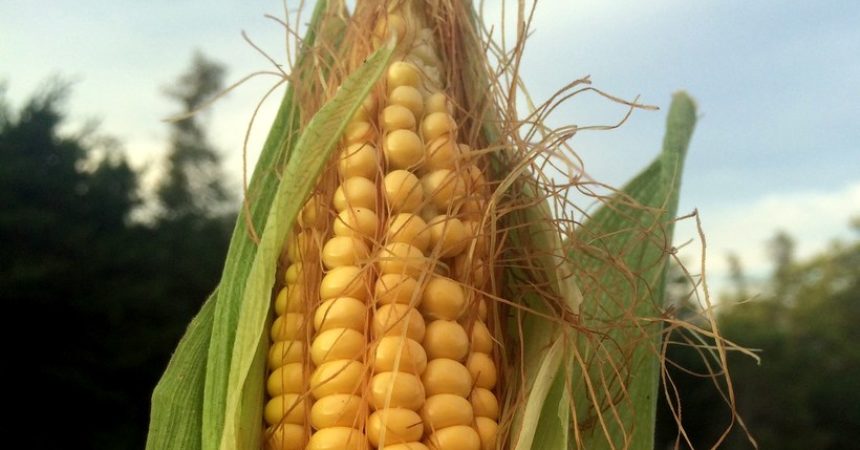 Huerta en casa: cómo cosechar tu propio maíz