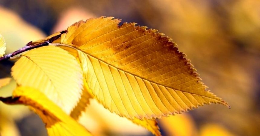 6 consejos para que tus plantas no se vuelvan amarillas 6 consejos para que tus plantas no se vuelvan amarillas