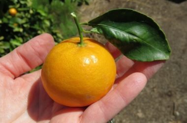 8 prácticas ideas para que cultives mandarinas en macetas
