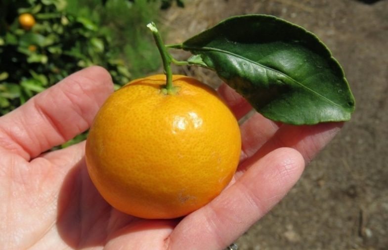 8 prácticas ideas para que cultives mandarinas en macetas