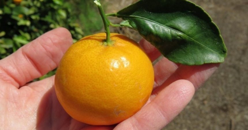 8 prácticas ideas para que cultives mandarinas en macetas 8 prácticas ideas para que cultives mandarinas en macetas